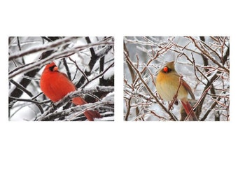 Bird Photography - Set of 2 Cardinal Photographs - Frozen Trees - Winter Frosty - Lovely Lovely Bird - Beautiful Scene - Nature Photograph