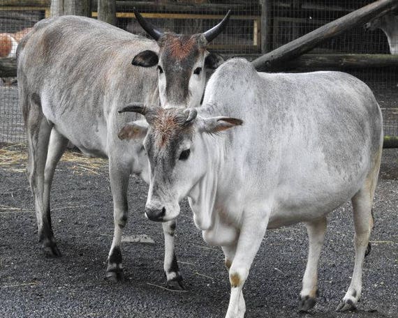 Miniature Zebu Cattle Cow Hump Cattle Zebu Cow Etsy