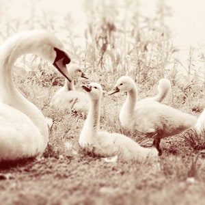 Swan Photography - Mama + Baby - Cygnets - Nursery Wall Art - Baby Birds - Baby Animal - Sweet Love Tender - Animal Photograph