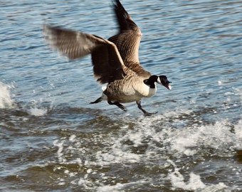 Canada Goose Photography - in Motion - Duck-like Bird - New York Lake Scene - Waterfowl - Wall Decor - Nature Photograph