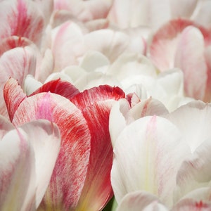 Tulip Waves - Flower Photograph - Nature Art - Wall Decor - Tulip Garden - Botanic Art - Home Decor - Nature Photograph