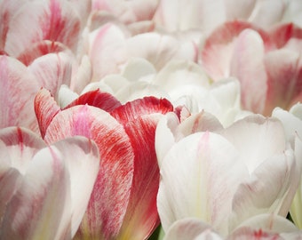 Tulip Waves - Flower Photograph - Nature Art - Wall Decor - Tulip Garden - Botanic Art - Home Decor - Nature Photograph