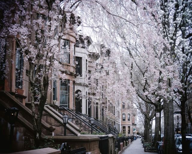 Spring New York City Flowering Tree Brownstone Brooklyn | Etsy