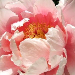 Sweet Peony - Nature Flower Photograph - Nature Art - Pink Peony - Home Decor - Wall Decor - Peony Photograph - Nature Photography