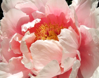 Sweet Peony - Nature Flower Photograph - Nature Art - Pink Peony - Home Decor - Wall Decor - Peony Photograph - Nature Photography
