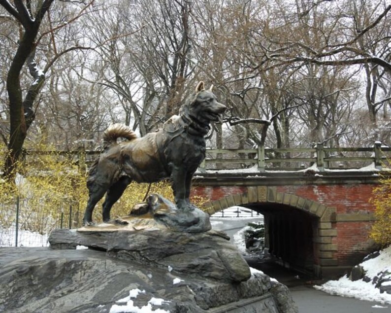 Central Park Photograph Balto a Husky Was One of the Etsy