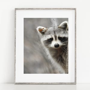 Dierenfoto - wasbeer - schattig dier - dieren in het wild - wasbeer in winterbos - muurdecoratie - dierlijke kunst - kunst aan de muur wasbeer