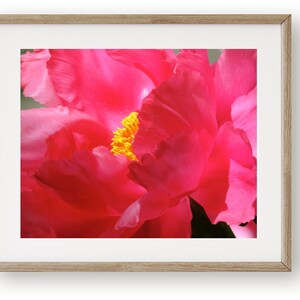 May include: A close-up of a vibrant pink peony flower with a bright yellow center. The petals are soft and delicate, creating a beautiful floral image.