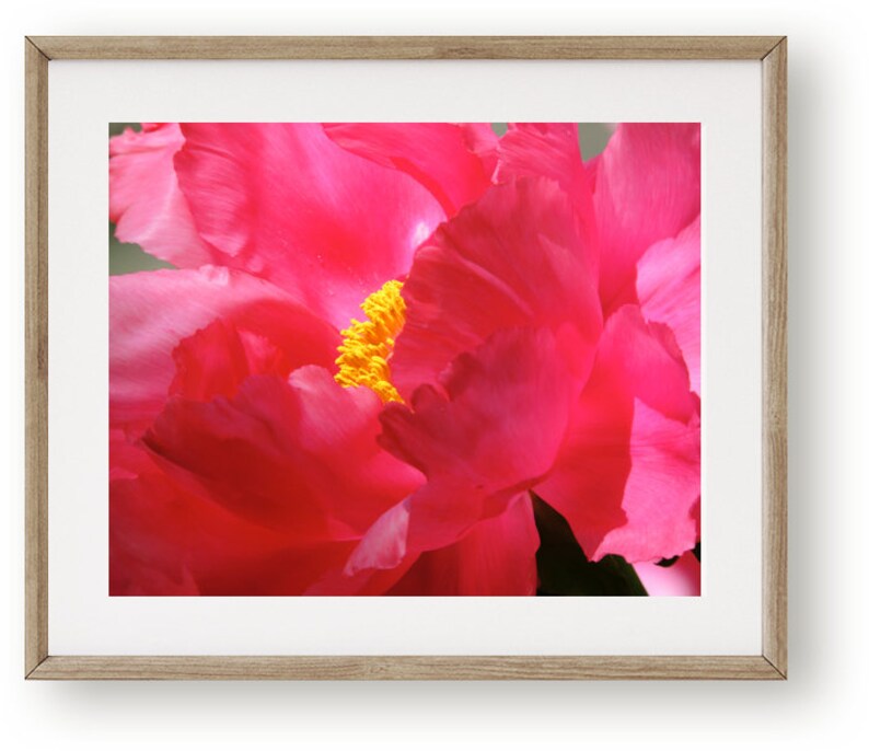 May include: A close-up of a vibrant pink peony flower with a bright yellow center. The petals are soft and delicate, creating a beautiful floral image.