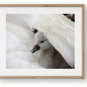 Swan Photograph Baby Swan Cygnet It's Raining Cygnet With Swan 2 days old Cygnet Baby Animal Nature Cute Tenderness Bird image 4