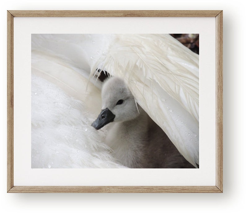 Swan Photograph Baby Swan Cygnet It's Raining Cygnet With Swan 2 days old Cygnet Baby Animal Nature Cute Tenderness Bird image 4