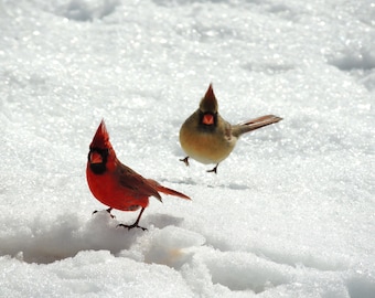 Winter Cardinals Photograph: New York Bird Art Print
