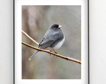 Bird Photograph - Dark-eyed Junco - Junco in Rain - Beautiful Bird - Wall Decor - Junco Fine Art - Junco in Nature - Junco Photography