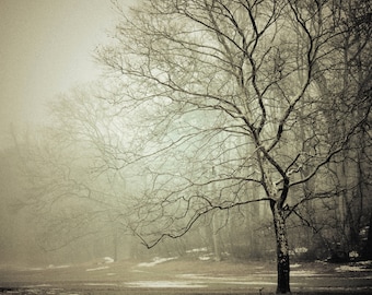 Winter Mist Nature Photography - Foggy -  Mysterious - Winter Tones - Pale Winter - Bare Trees - Nature Landscape Photograph