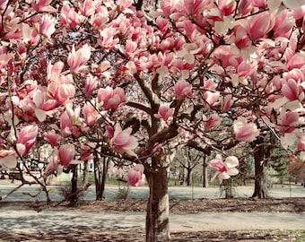 Pink Magnolia Flower Photograph: Elegant Spring Floral Wall Art