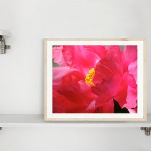 May include: A close-up of a vibrant pink peony flower with a bright yellow center. The petals are soft and delicate, creating a beautiful floral image.