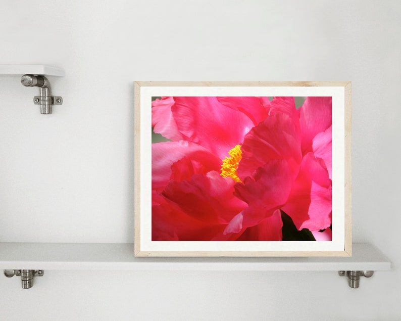 May include: A close-up of a vibrant pink peony flower with a bright yellow center. The petals are soft and delicate, creating a beautiful floral image.