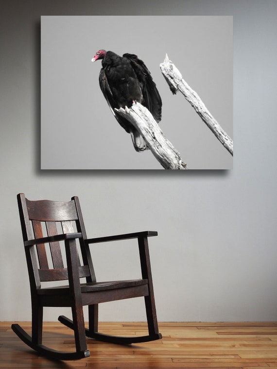 Bird of Prey Carnivore Fine Art Photography Print or Giclee Canvas Wrap American Black Vulture Closeup Portrait Bird Wildlife Nature