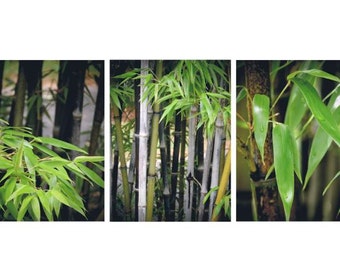 Set of Three  Beautiful Black Bamboo Photographs - Nature Art - Wall Decor - New York Bamboo - Bamboo Fine Art - Nature Photography