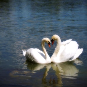 Impresión fotográfica del Lago de los Cisnes: Decoración con corazones de amor para San Valentín