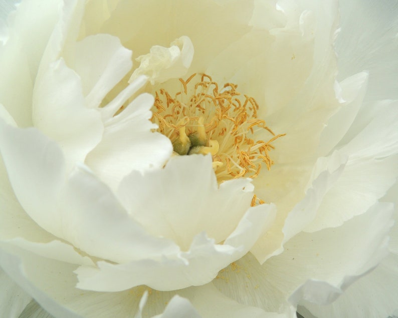 Elegant White Cream Peony Spring Flower Nature Art Blooming Peony Wall Decor Botanical Art Print Flower Art Nature Photography image 1