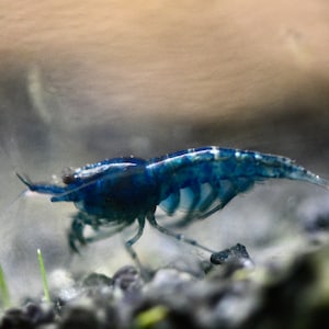 Garnelen Fotografie - Süßwasseraquarium Garnele - Wanddekoration - Blaue Samtgarnele - Garnele Fine Art - Blue Dream Garnele - Makro Fotografie