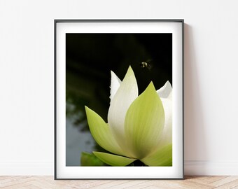 Lotus Photograph - White Lotus  - Nature Flower Photograph - Wall Decor - Lotus Pond - Floral Garden Bee - Botanical Art - Nature Photograph