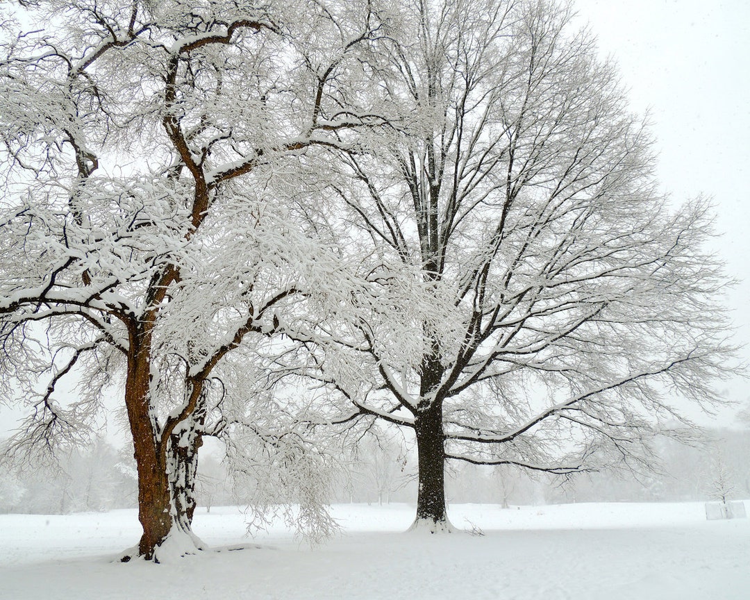 Beautiful Winter Scene Snowy New York Winter Tree Art - Etsy