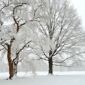 Snowy New York Winter Tree Photography Print