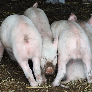 Fotografia di maialino - maialino - cucciolo di animale - maiale divertente carino - fattoria di maiali - adorabile maialino - maialino rosa - animale da fattoria - arte della parete dell&#39;asilo nido