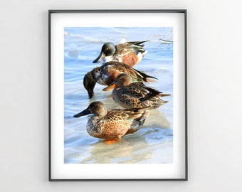 Northern Shoveler - Winter Frozen Lake - Duck - Waterfowl - Icy Lake - Icy Water - Bird - Wildlife - Resting - Nature Photograph - Wall Art