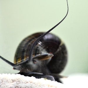 Freshwater Aquarium Snail - A Mystery Snail - Pet Snail - Snail Photograph - Macro Snail - Peek a boo Snail - Snail Fine Art - Wall Decor