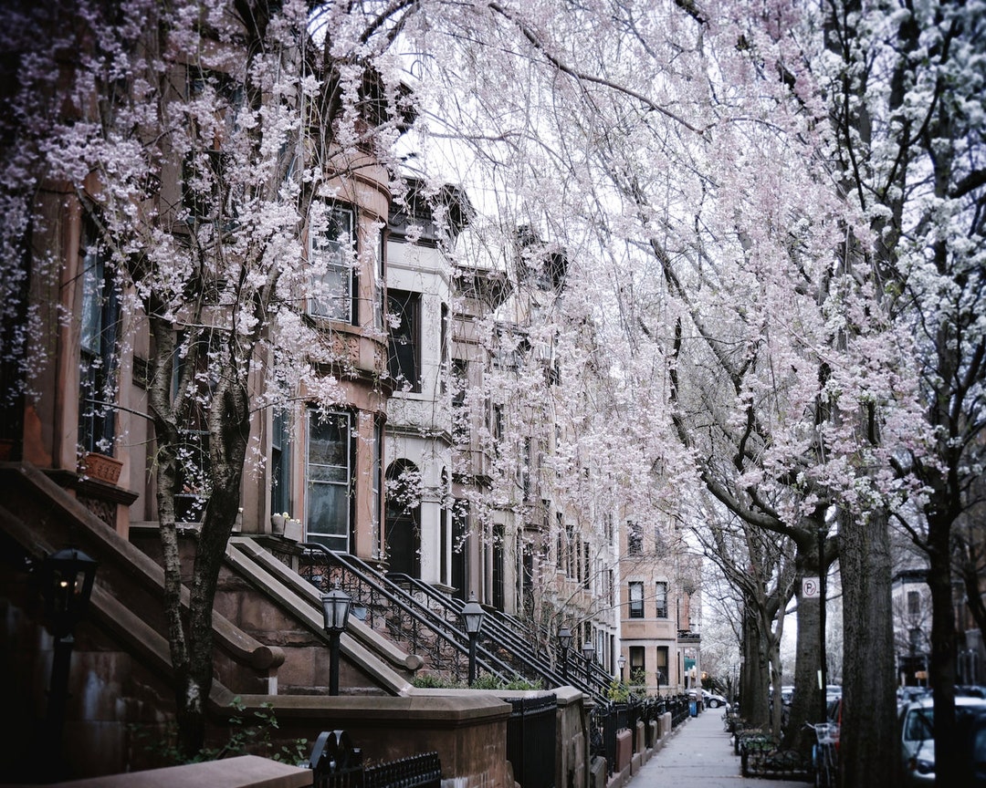 Spring New York City Flowering Tree Brownstone Brooklyn - Etsy