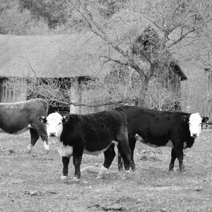 Koe Fotografie - Landscène - Koeboerderij - Boerenerf - Bleke Lente - Boerenkoe - Boerderijdier - Natuurscène - Landschapsfoto