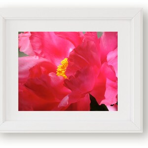 May include: Close-up of a vibrant pink peony flower with a yellow center. The petals are soft and delicate, creating a beautiful floral image.