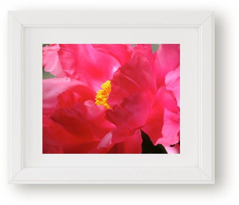 May include: Close-up of a vibrant pink peony flower with a yellow center. The petals are soft and delicate, creating a beautiful floral image.