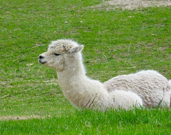 Alpaca Photography - Relaxing - Spring Farm Alpaca - Cute Animal - Nursery Wall Art - Funny Animal - White Alpaca - Animal Photograph