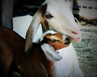 Mama Goat & Baby Goat - Kid's Room Decor - Nursery Wall Art - So Lovely - So Sweet - So Tender - Animal  Photograph - Goat Photography
