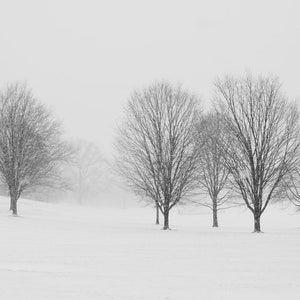Winter Snow In New York - Nature Art - Pale Field - Tree Art - Wall Decor - Snow Covered Land - Black and White Nature Landscape photograph