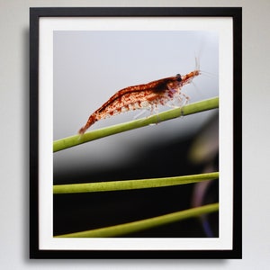 Shrimp Photography - Red Cherry Shrimp - Freshwater Aquarium Shrimp - Shrimp Art Print - Aquatic Shrimp - Pet Shrimp - Wall Decor