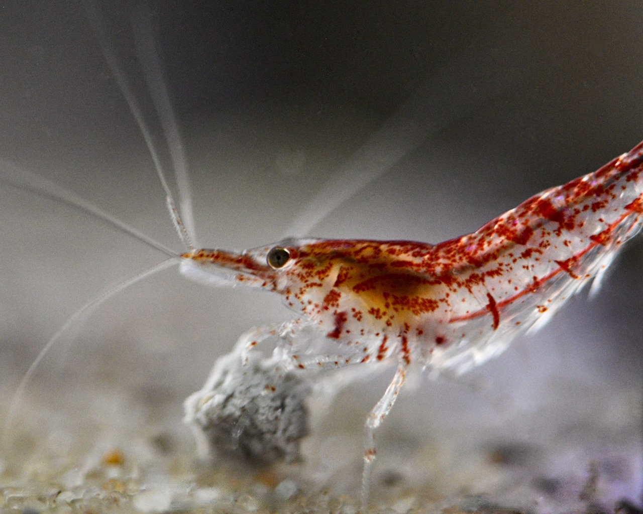 Red Cherry Shrimp Photograph: Freshwater Aquarium Fine Art