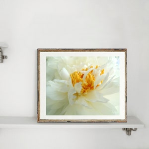 Peony Photography Flower Art Light Ivory White Elegant Flower Floral Wall Decor Peony Flower New York Peony Nature Photograph image 8