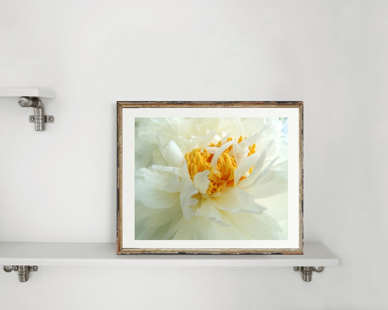 Peony Photography Flower Art Light Ivory White Elegant Flower Floral Wall Decor Peony Flower New York Peony Nature Photograph image 8