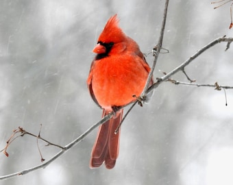 Bird Photography - Cardinal - Red Bird - Winter Bird - Male Cardinal - Wall Decor - Cardinal in Snowy Winter - Nature Photograph