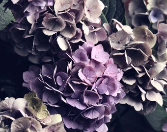 Flower Photograph - Hydrangea - Elegant Flower - Floral Wall Decor - Nature Flower - Botanic Garden Art - Rustic Lilac Lavender Pink Purple