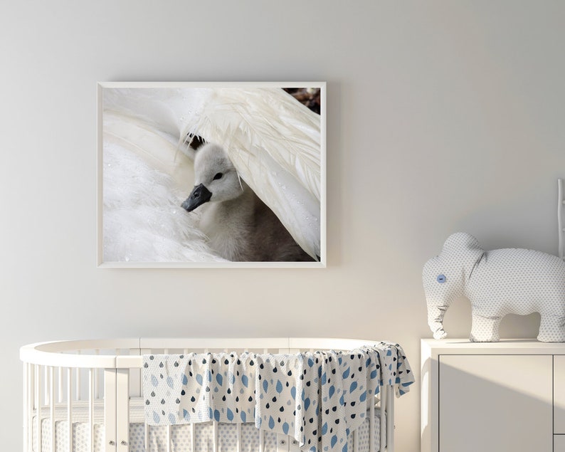 Swan Photograph Baby Swan Cygnet It's Raining Cygnet With Swan 2 days old Cygnet Baby Animal Nature Cute Tenderness Bird image 2