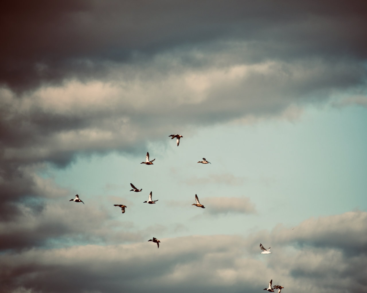 bandada de patos volando sobre una Foto de stock 2370253023 | Shutterstock, image size:1280x1024