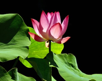 Pink Lotus Flower Photograph: Elegant Botanic Garden Wall Art