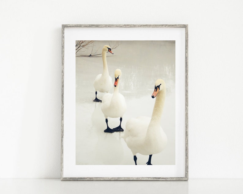 3 Winter Swans Swan Photography Winter Lake Scene Walk on Frozen Icy Lake Nursery Wall Art Swan Lovers Animal Bird Nature image 7