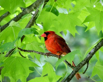 Male Cardinal Photograph: Red Bird in Spring Maple Tree